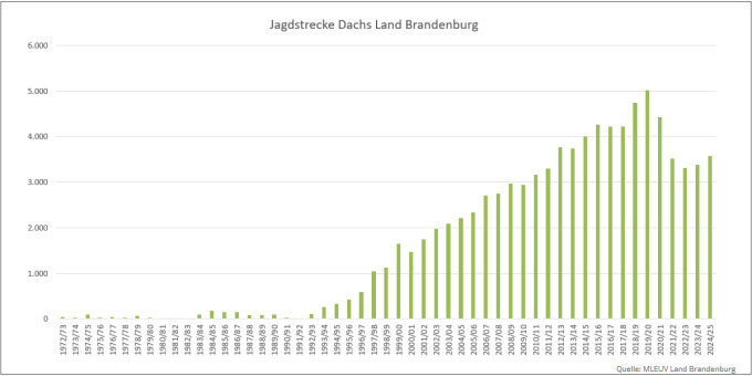 Balkendiagramm der Jagdstrecken Dachs im Land Brandenburg 1972 bis 2025 (Quelle: MLEUV Land Brandenburg)
