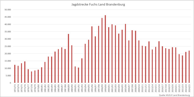 Balkendiagramm der Jagdstrecken Fuchs im Land Brandenburg 1972 bis 2025 (Quelle: MLEUV Land Brandenburg)