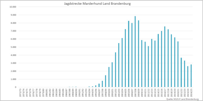 Balkendiagramm der Jagdstrecken Marderhund im Land Brandenburg 1972 bis 2025 (Quelle: MLEUV Land Brandenburg)
