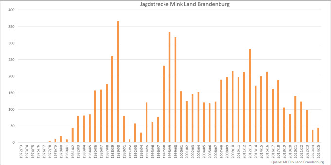 Balkendiagramm der Jagdstrecken Mink im Land Brandenburg 1972 bis 2025 (Quelle: MLEUV Land Brandenburg)