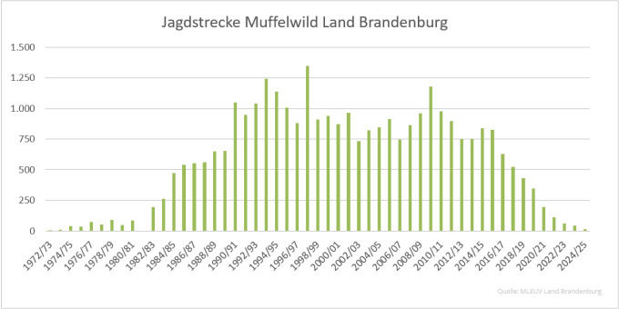 Balkendiagramm der Jagdstrecken Muffelwild im Land Brandenburg 1972 bis 2025 (Quelle: MLEUV Land Brandenburg)