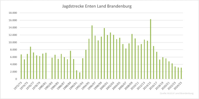 Balkendiagramm der Jagdstrecken Enten im Land Brandenburg 1972 bis 2025 (Quelle: MLEUV Land Brandenburg)