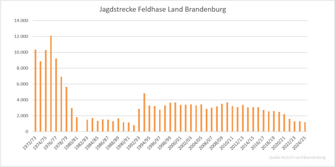 Balkendiagramm der Jagdstrecken Feldhase im Land Brandenburg 1972 bis 2025 (Qualle: MLEUV Land Brandenburg)