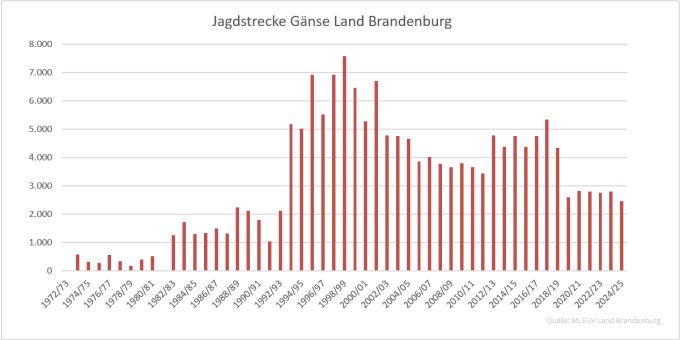 Balkendiagramm der Jagdstrecken Gänse im Land Brandenburg 1972 bis 2025 (Quelle: MLEUV Land Brandenburg)