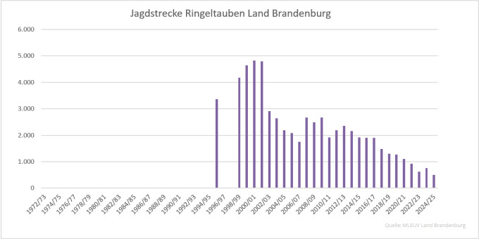 Balkendiagramm der Jagdstrecken Ringeltauben im Land Brandenburg 1972 bis 2025 (Quelle: MLEUV Land Brandenburg)