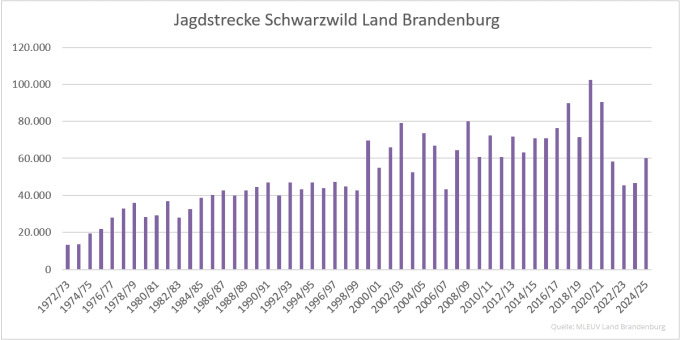 Balkendiagramm der Jagdstrecken Schwarzwild im Land Brandenburg 1972 bis 2025 (Quelle: MLEUV Land Brandenburg)