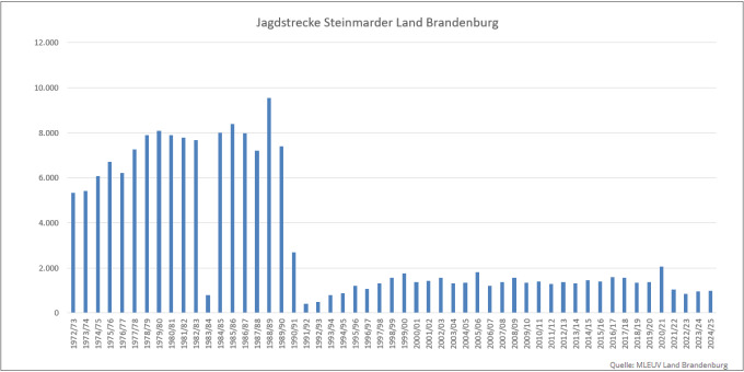 Balkendiagramm der Jagdstrecken Steinmarder im Land Brandenburg 1972 bis 2025 (Quelle: MLEUV Land Brandenburg)