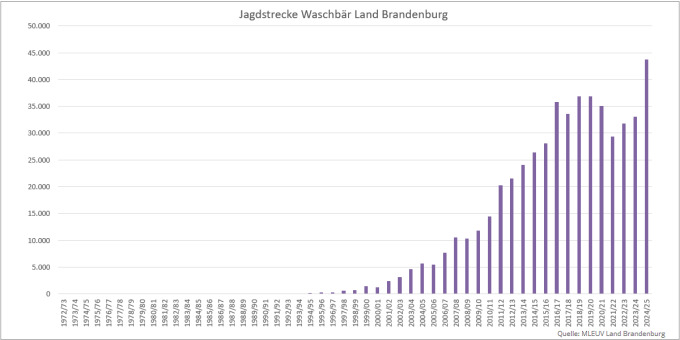 Balkendiagramm der Jagdstrecken Waschbär im Land Brandenburg 1972 bis 2025 (Quelle: MLEUV Land Brandenburg)