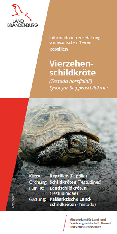 Bild vergrößern (Bild: Titel Flyer Vierzehenschildkröte)