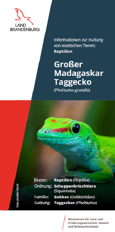 Bild vergrößern (Bild: Titel Flyer Großer Madagaskar Taggecko)