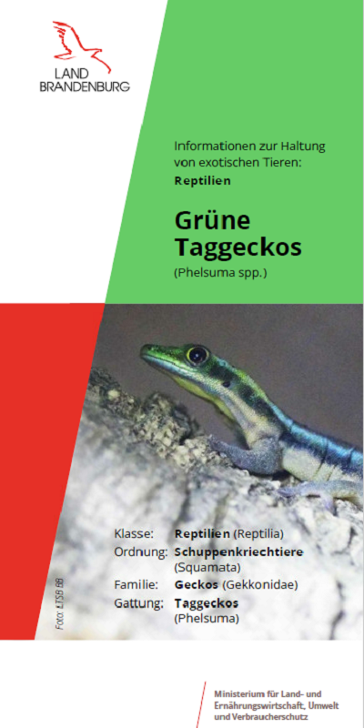 Bild vergrößern (Bild: Titel Flyer Grüner Taggecko)