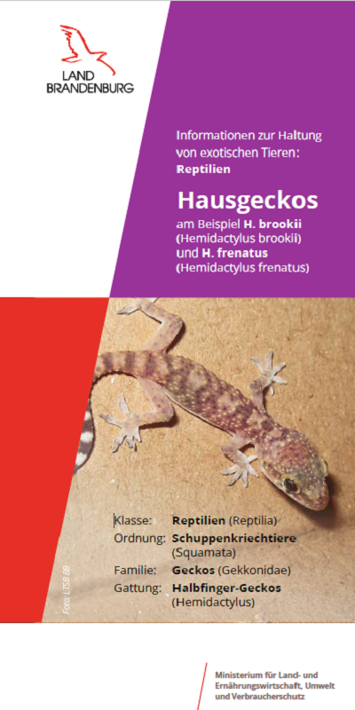 Bild vergrößern (Bild: Titel Flyer Hausgecko)