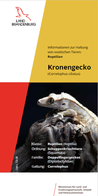 Bild vergrößern (Bild: Titel Flyer Kronengecko)