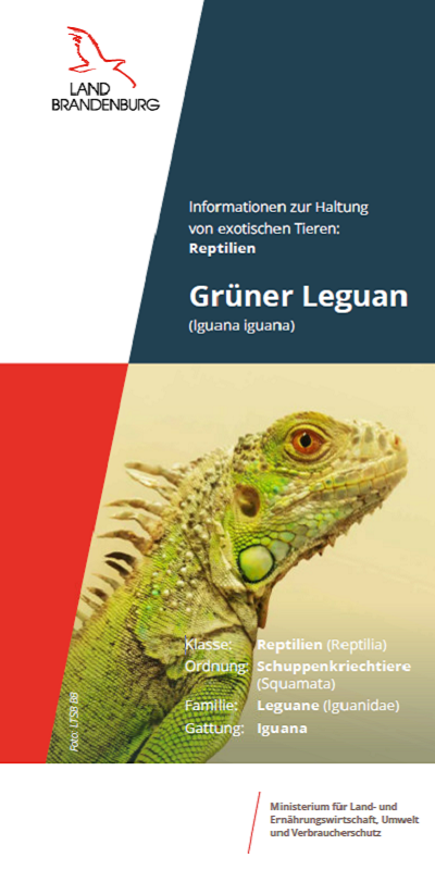 Bild vergrößern (Bild: Titel Flyer Grüner Leguan)