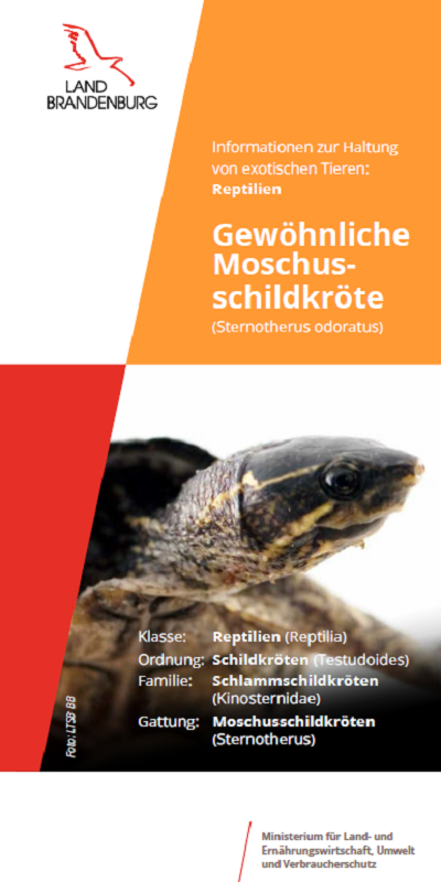 Bild vergrößern (Bild: Titel Flyer Mochusschildkröte)