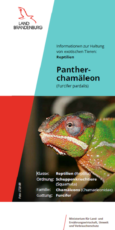 Bild vergrößern (Bild: Titel Flyer Pantherchamäleon)
