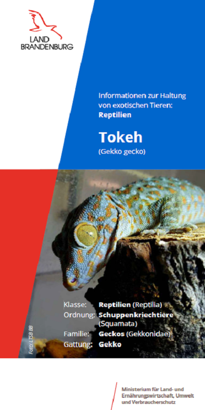 Bild vergrößern (Bild: Titel Flyer Tokeh)