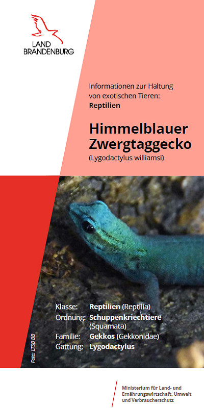 Bild vergrößern (Bild: Titel Flyer Zwergtaggecko)