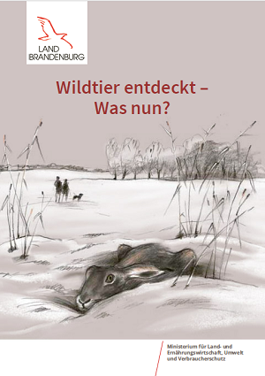 Bild vergrößern (Bild: Wildtier entdeckt - Was nun?)